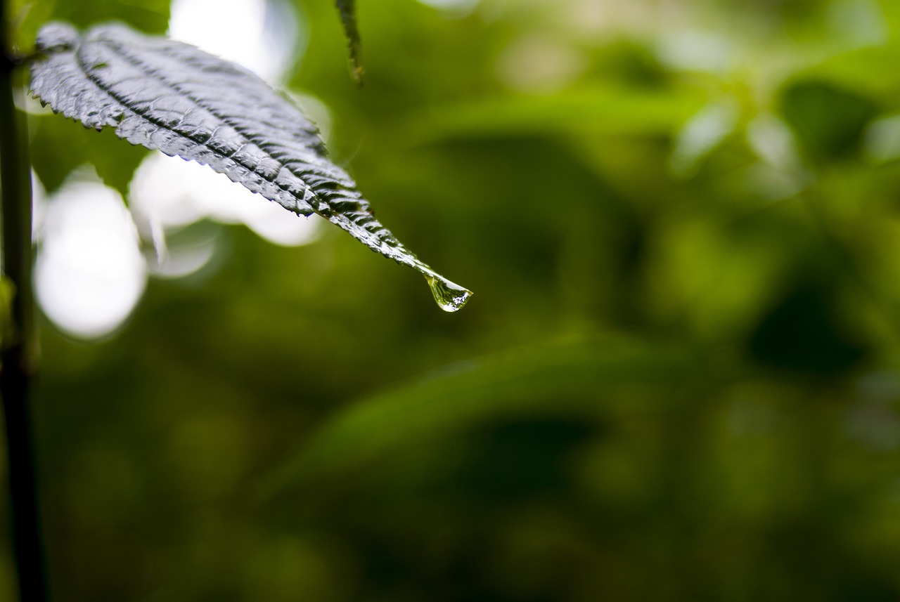 依生生物最新股票動(dòng)態(tài)全面解析，最新消息與全面解讀