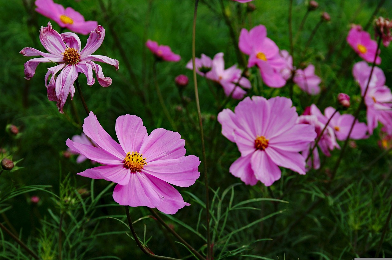 三峽花苑，時代風采與花朵的綻放同步前行