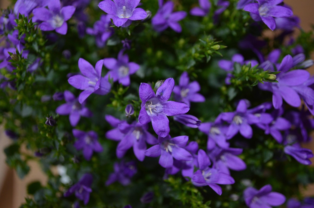 燕郊四季花都最新動態(tài)，城市未來之花綻放，花朵與都市共成長