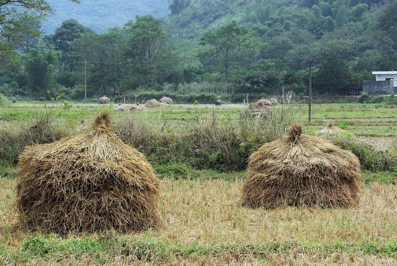 中國塘二期最新動態(tài)全面解讀